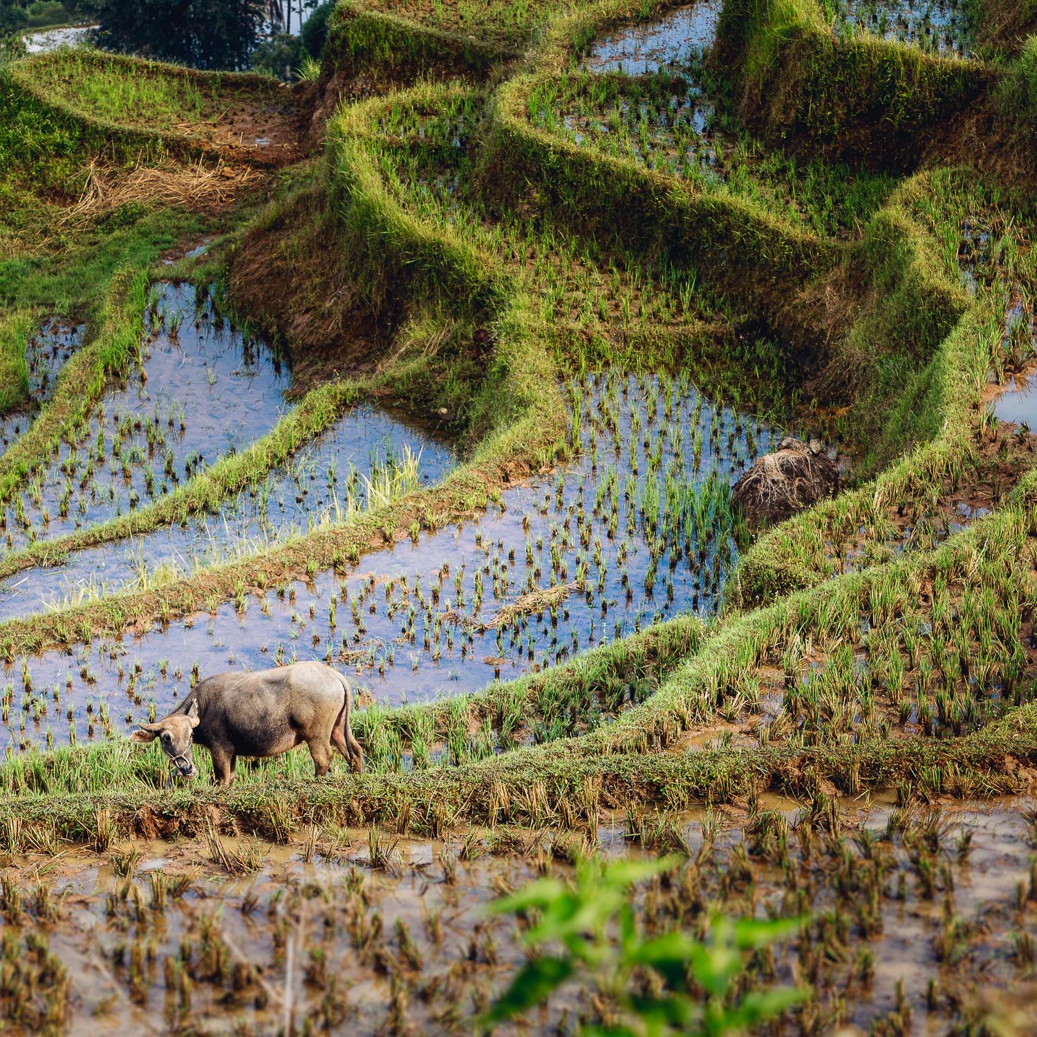 Suara Air. Stay in Tana Toraja’s best boutique hotel.