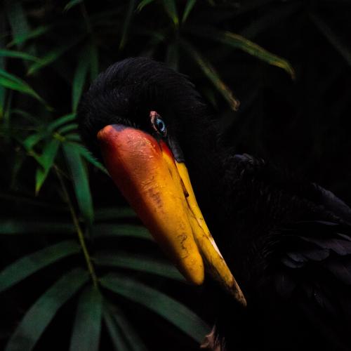 Wild Central Sulawesi