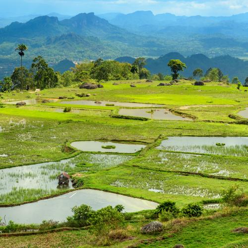 Indonesian Favorite Toraja Tour
