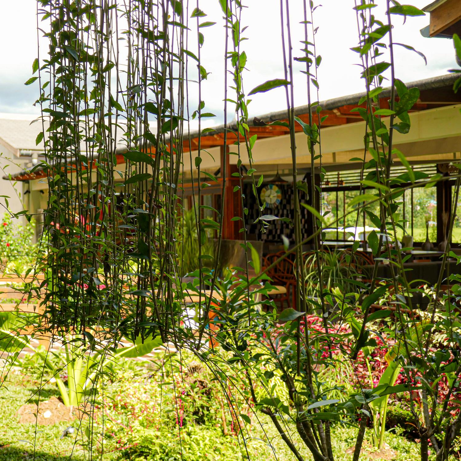 Suara Air. Best boutique  hotel in Tana Toraja